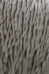 Polar bear (Ursus maritimus), polar bear fur, detailed fur, macro, good texture, sharp photo, bear fur, white fur, polar bear skin, arctic animal, cold climate, white hairs 