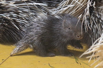 Indian crested porcupime, Hystrix indica, baby. cute animal in nature, India in Asia. Prickle quill black animal. Cute mammal in the nature, newborn animal ,cute baby ,cub