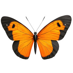 Butterfly with vibrant orange and black wings, white background.,transparent background