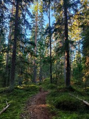 Obraz premium autumn in the forest