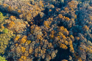 aerial top view of a deciduous forest in autumn with the leaves of the trees in different colors, seasonal background for texture and design