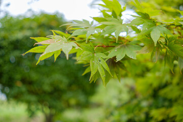 Fresh Green Maple Leaves in a Tranquil Garden