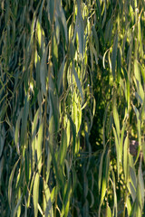 Texture of weeping willow leaves in sunshine.