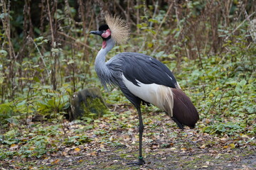 The black crowned crane (Balearica pavonina) is a bird in the crane family Gruidae. Vogelpark Walsrode, Germany.