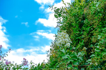 White Flowers Against Clear Blue Sky