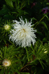 white flower outdoors