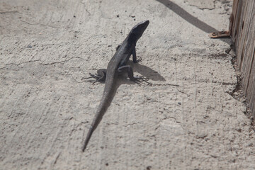Black lizard is walking on a concrete surface near a wooden fence in the sunlight