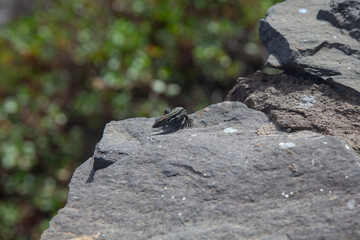 Black lizard is walking on a concrete surface near a wooden fence in the sunlight