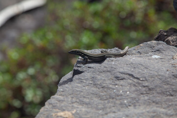 Small lizard sunbathing on a rock in a natural environment