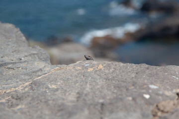 Small lizard sunbathing on a rock in a natural environment