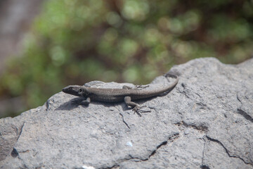 Small lizard sunbathing on a rock in a natural environment