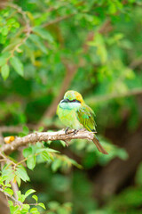 green bee eater