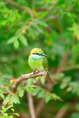 bird on a branch