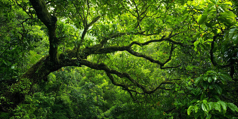 Fototapeta premium Tamarind tree in the jungle