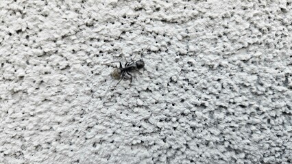 Close-up of a black ant crawling on a rough white wall