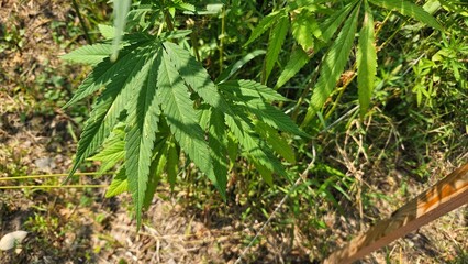 Obraz premium Close-up of green cannabis leaves growing in nature