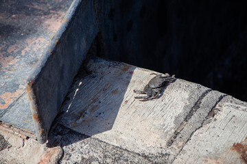 Small crab sunning on a concrete ledge by water