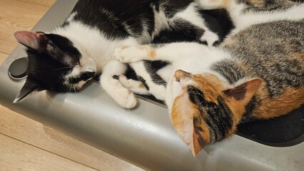 Group of cats sleeping on a tray indoors
