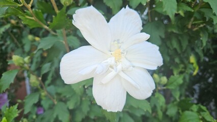 Fototapeta premium White hibiscus flower in bloom against a green background