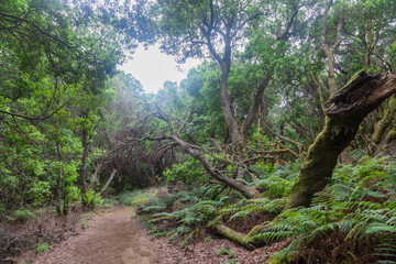 Hiking trail winding through lush forest