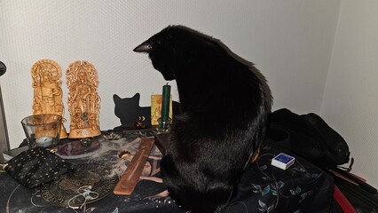 Black cat observing surroundings in a room with decorations