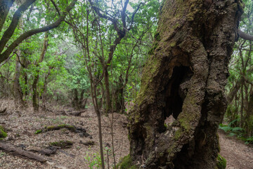 Ancient laurel tree showing the passing of time in a lush forest