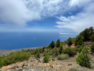Obraz premium Pine trees growing on mountainside overlooking the ocean