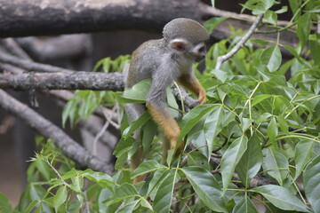 Close up Squirrel monkeys are New World monkeys of the genus Saimiri. Common Squirrel Monkey (Saimiri sciureus) live in the tropical forests.