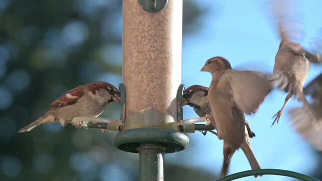 House Sparrows (Passer domesticus) squabbling over sunflower hearts in a garden bird feeder . October, Kent, UK [Slow motion x5]