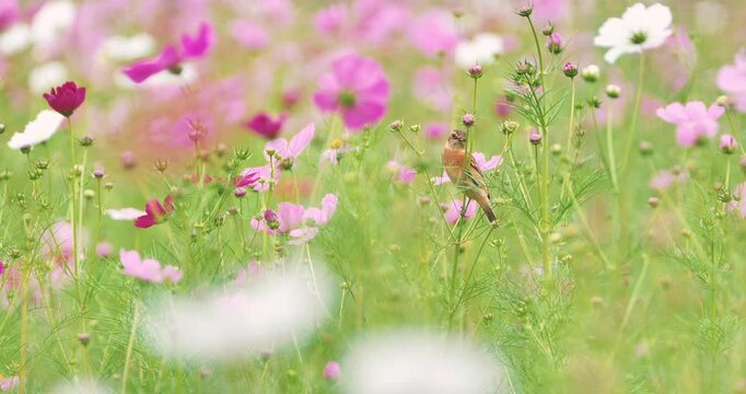 Cute stonechat, female bird perching on cosmos flower in a field