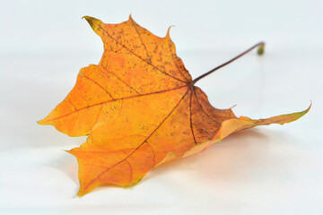 isolated yellow maple leaf 