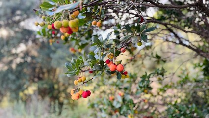 Mature and colorful flowers of Arbutus unedo, strawberry tree in the Mediterranean region.
