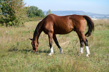 Fototapeta premium A close-up of a brown horse grazing on green grass, highlighting its head and front legs, with a chain attached, set in a peaceful rural environment