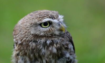 nocturnal bird called an owl with almost squinting eyes that scans its territory very carefully with its yellow beak and the blurred background
