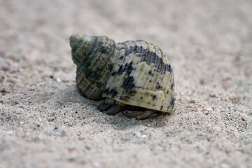 hermit crab walking on sand, Coenobita clypeatus