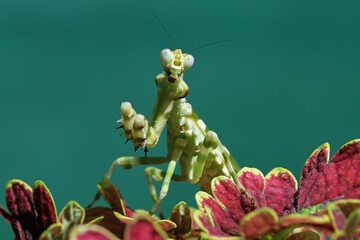 Banded flower mantis on flower, beautiful praying mantis