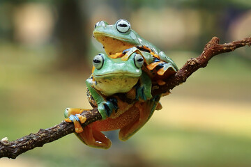 flying tree frog sitting on a branch , Rhacophorus reinwardtii