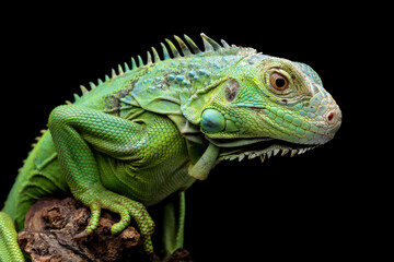 green iguana head and spikes, closeup head of green iguana, animal closeup