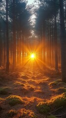 Fototapeta premium Serene Dawn in an Untouched Forest, gentle light illuminating the trees, soft fog enhancing the tranquil atmosphere, inviting stillness and reflection