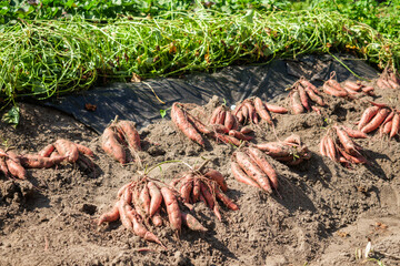 Man Holding Freshly Harvested Sweet Potato from Organic Farm in a Natural Vegetable Garden