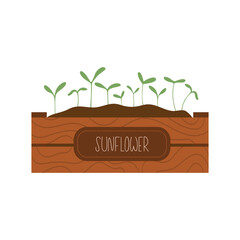 Sprouting sunflower microgreens in a wooden planter, perfect for eco friendly visuals