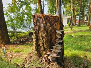 Mushroom on cut down tree