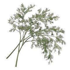 Naklejka premium Sprig of dill with delicate fronds