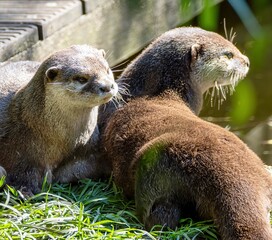 cute little predator, the otter