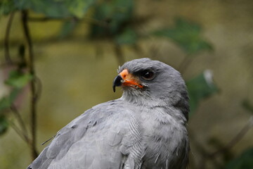 The dark chanting goshawk (Melierax metabates) is a bird of prey in the family Accipitridae. Vogelpark walsrode, Germany.