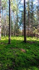 Knyszynska Forest. Coniferous forests in autumn. Green moss and coniferous tree on a sunny day.