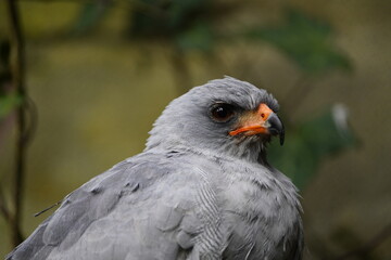 The dark chanting goshawk (Melierax metabates) is a bird of prey in the family Accipitridae. Vogelpark walsrode, Germany.