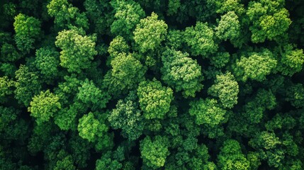 Naklejka premium Lush Green Forest Canopy from Above
