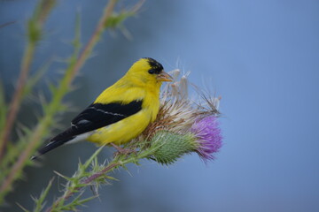 American Goldfinch