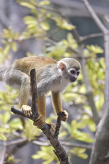 Close up Squirrel monkeys are New World monkeys of the genus Saimiri. Common Squirrel Monkey (Saimiri sciureus) live in the tropical forests.